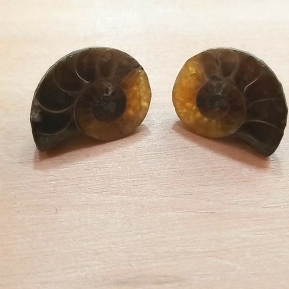 NEW Natural Ammonite Fossil Shell post earrings - Picture 2 of 5